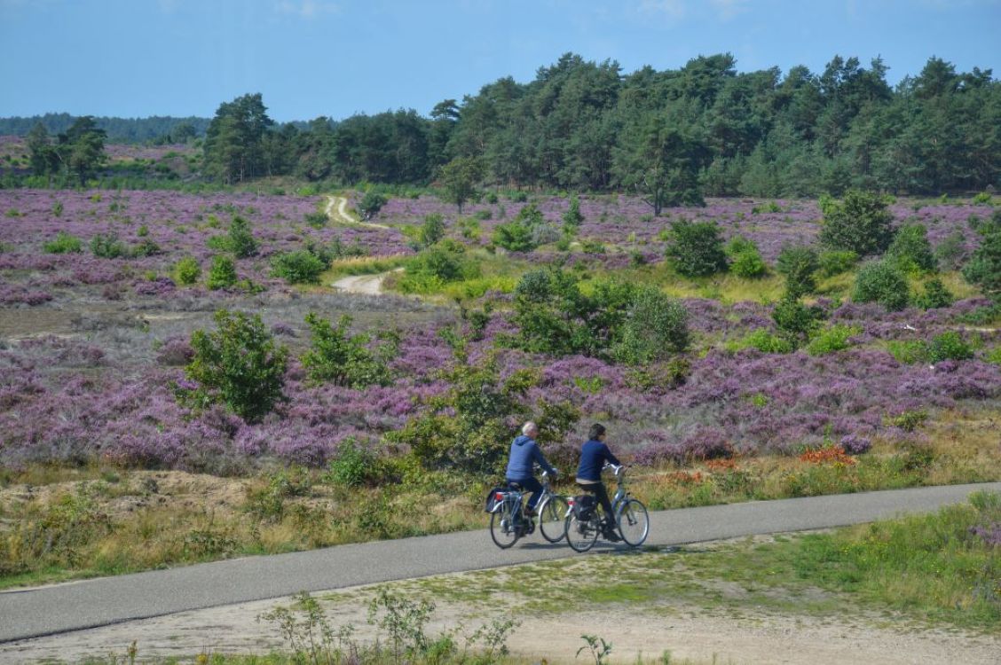 Fietsen langs heidevelden op de Veluwe