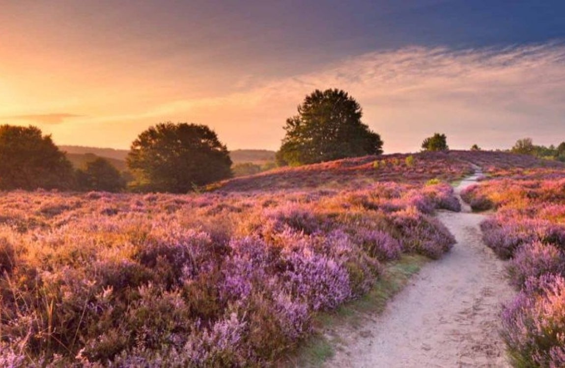 Wandelen langs heidevelden bij Nunspeet
