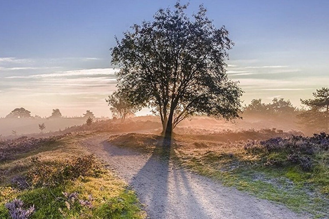 Wandelen in de natuur bij Nunspeet op de Veluwe