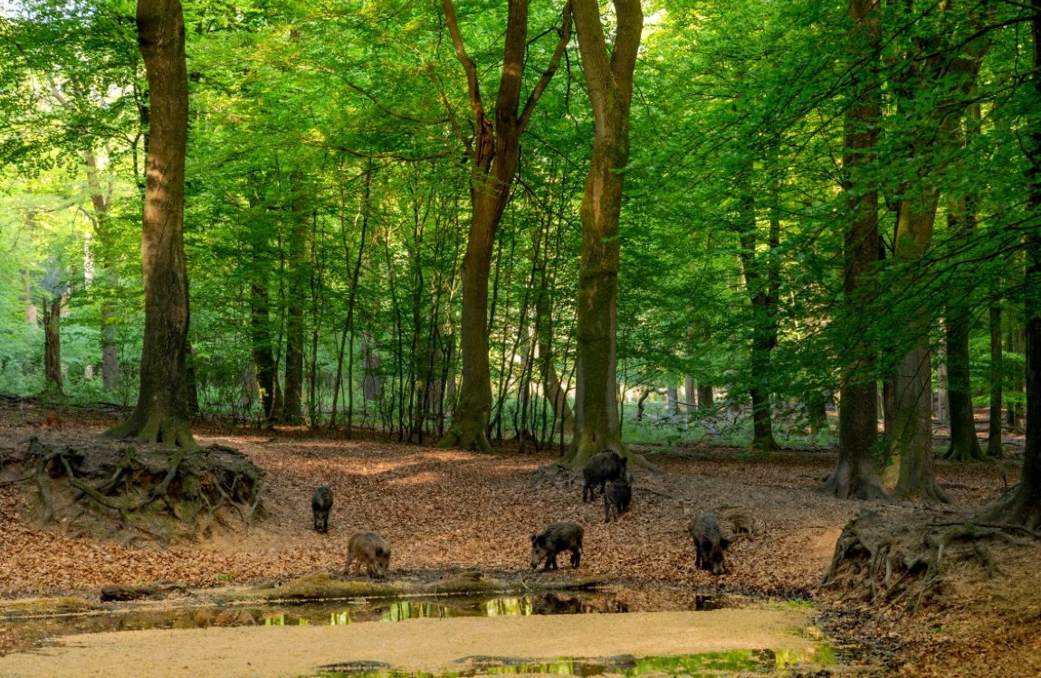 Wilde zwijnen in de natuur op de Veluwe